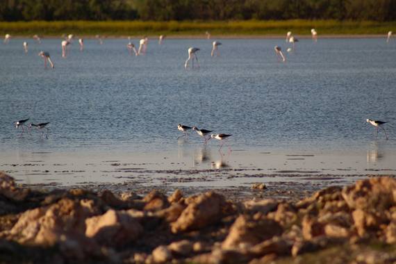Abril Silvestre en Hamelin: Paisaje  (Osuna), @hamelin #canonphotography #aves #laguna #andalucianice20 