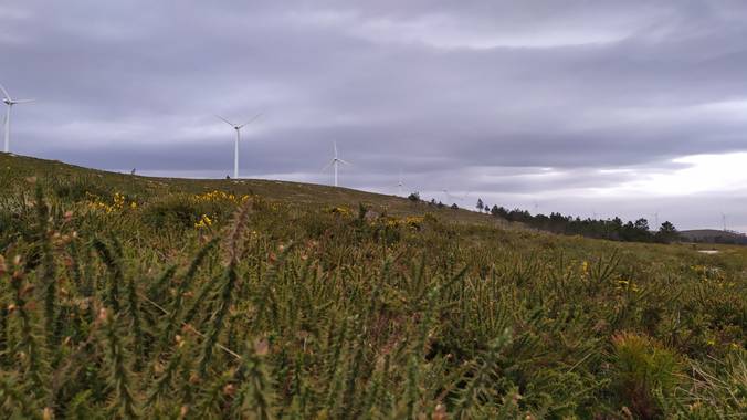 David en Hamelin: Paisaje  (A Cañiza), #Galicia #España