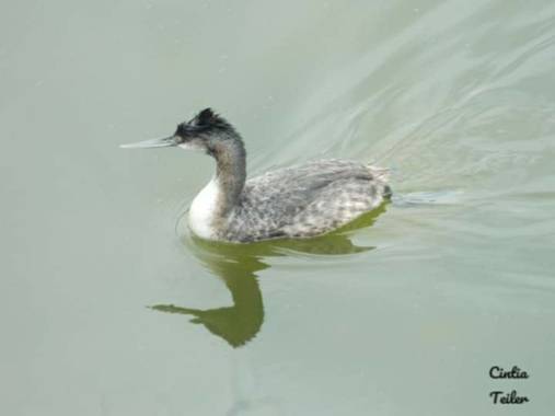 Cintia_s_t en Hamelin: Fauna  (Miramar), #miramardeansenuza #turismomiramar @cintia_s_t 