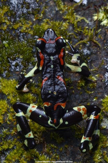 JaredMoreno59 en Hamelin: Fauna, Una verdadera joya que vive en los ríos Atelopus varius es una especie diurna pero en las noches se puede encontrar a poc...