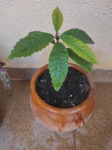 @nicorhbg en Hamelin: Flora  (Daimiel), Castanea sativa