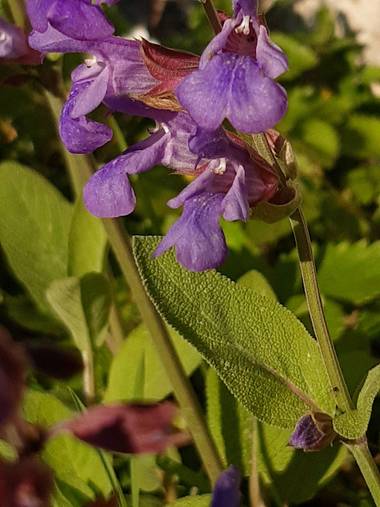 Mpinfante en Hamelin: Flora, Salvia officinalis, Salvia