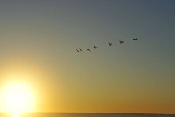 Caferhin en Hamelin: Paisaje  (Santa Pola), #santapola #amanecer #relax 

Nace un nuevo día. 