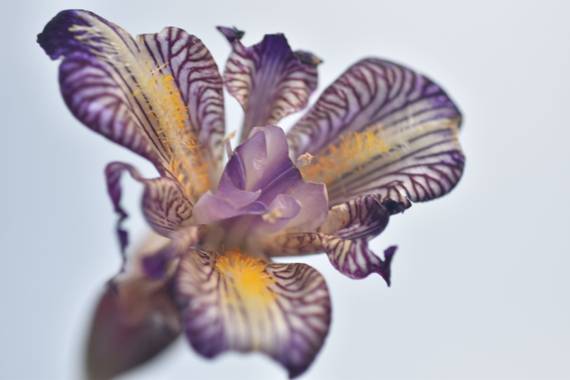 Belenhernandezg en Hamelin: Flora  (Soto del Real), Iris germanica, #flora21