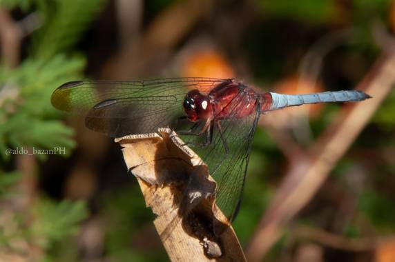@aldobazanPH en Hamelin: Fauna  (Cabalango), Insecto