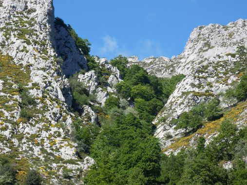 mariale en Hamelin: Paisaje  (Caso), 📸 #marialemdza
💚 🌿🌸🌿💚
#CumpleHamelin
#Naturaleza #BellezaNatural #paisaje 
#Asturias  #Montaña #forest #bosque #...