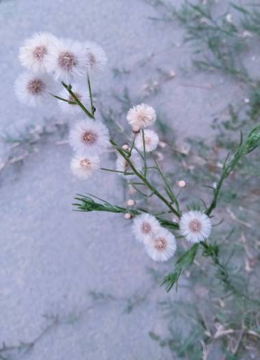 Solerantonio2 en Hamelin: Flora  (Almería), Florecillas en el parque