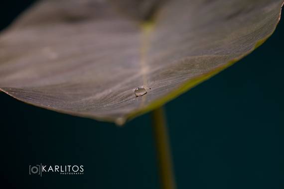 Karlitos_photo en Hamelin: Flora  (Puerto de la Cruz), #planta 