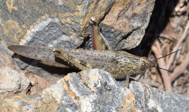 Solerantonio2 en Hamelin: Fauna  (Almería), Insecto