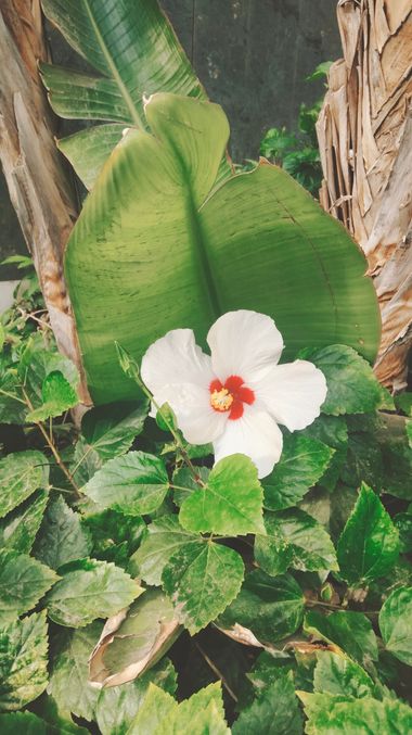 Solerantonio2 en Hamelin: Flora  (Avenida del Mediterráneo), Planta