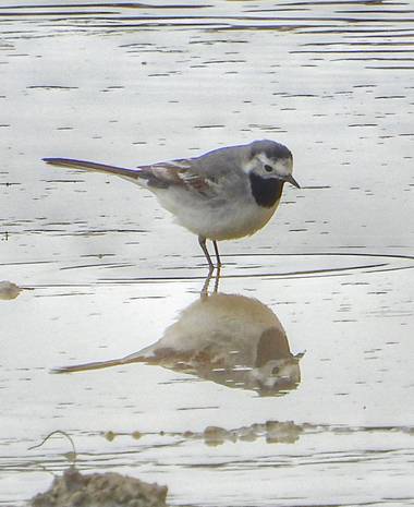 Rafaelcastillo59 en Hamelin: Fauna  (Alcaraz), Motacilla alba Linnaeus, 1758, Lavandera blanca, Salinas de Pinilla
#birds #aves