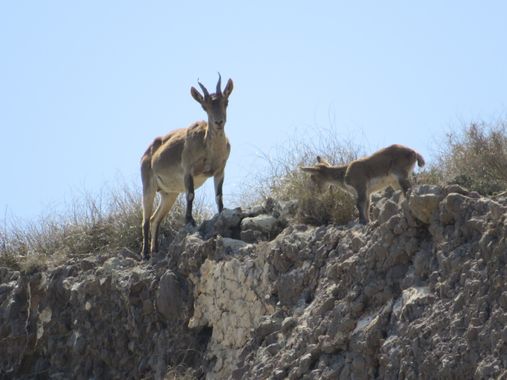 Solerantonio2 en Hamelin: Fauna  (Níjar), Cabra montesa