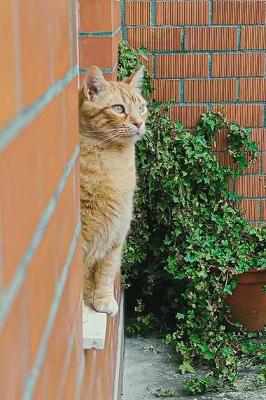Mivilor68 en Hamelin: Fauna  (Ponferrada), #gato