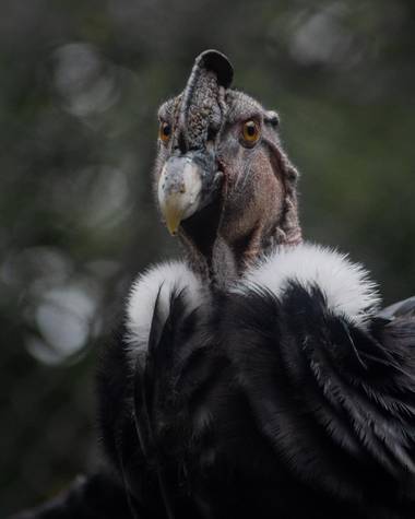 ogaviria.photography en Hamelin: Fauna  (Cali), Vultur gryphus Linnaeus, 1758, #colombia #hamelin #birdphotography 