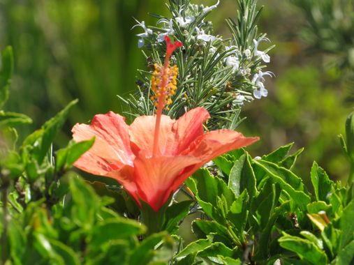 Solerantonio2 en Hamelin: Flora  (Almería), Planta