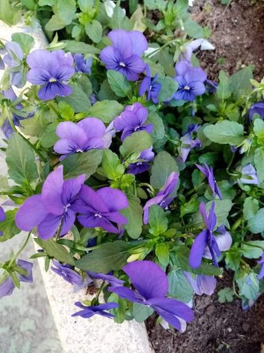 GrachuV. en Hamelin: Flora  (Santa Fe), Viola cornuta, Violetas.👏