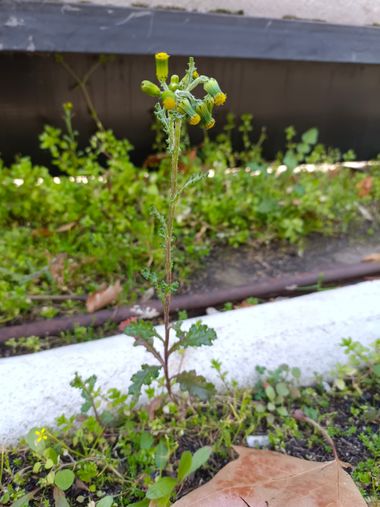 Beniveras en Hamelin: Flora, Senecio vulgaris, #ruderales