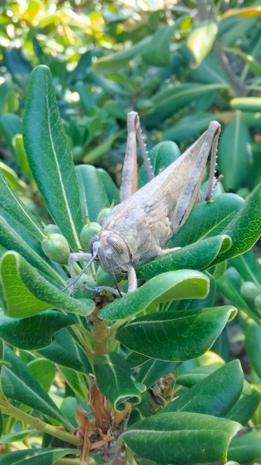 Solerantonio2 en Hamelin: Fauna  (Almería), Insecto