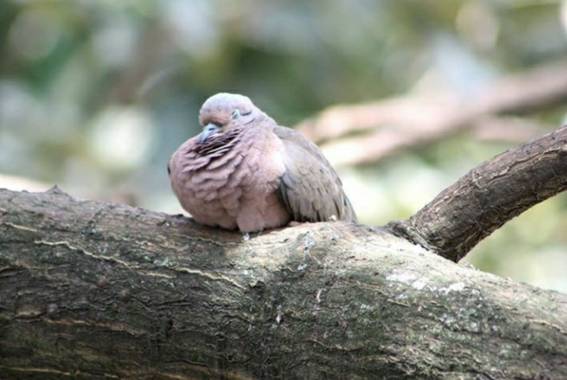 ebacar69 en Hamelin: Fauna, #tórtola #avescolombia 