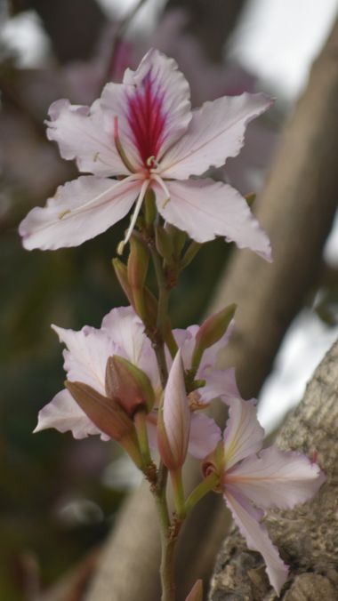 Solerantonio2 en Hamelin: Flora  (Almeria), Bauhinia variegata, Planta pata de vaca