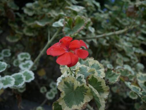 Iman.akhrouf en Hamelin: Flora  (Málaga), Pelargonium zonale