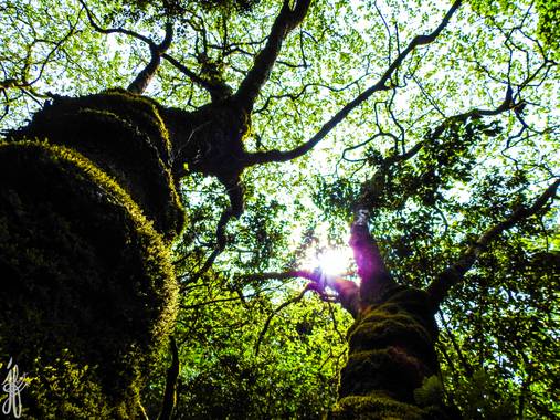 Jesús Foronda en Hamelin: Flora  (Santana), La magia en los bosques de la isla de Madeira🧚‍♀️

Levada do Furado. De Ribeiro Frio a Portela.

#madeira #lev...