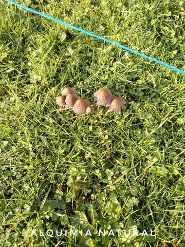 Alquimia Natural en Hamelin: Observación  (Sopuerta), #otoño2022 #noviembre2022 