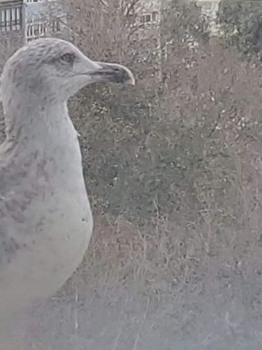 Mpinfante en Hamelin: Fauna, Quizá aquí siga yo...   desde mi atalaya.
La foto está aumentada unas 100 veces.