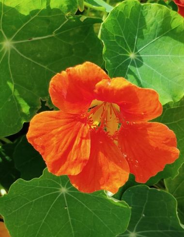 Solerantonio2 en Hamelin: Flora  (Almeria), Planta