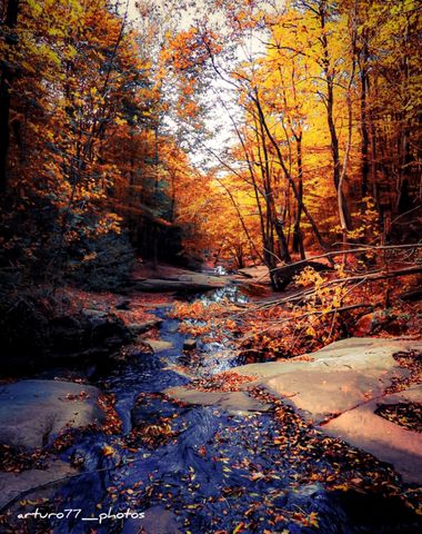 ARTURO  en Hamelin: Paisaje  (Montseny), #montseny#otoño#paisajesotoñales