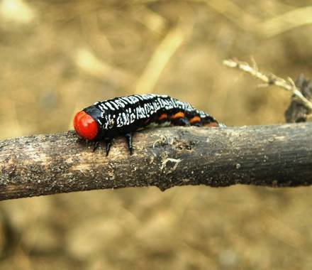 KDias en Hamelin: Fauna, #macrofoto20dehamelin 