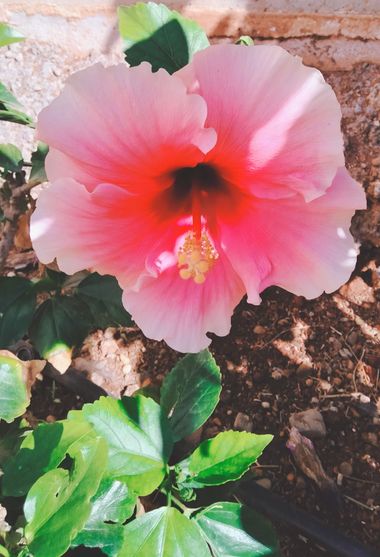 Solerantonio2 en Hamelin: Flora  (Calle Poeta Vicente Aleixandre), Planta