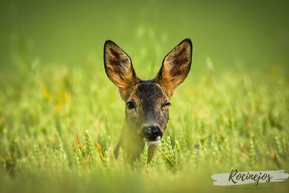 Sergio Santos Gil en Hamelin: Fauna  (Villabáñez), Capreolus capreolus (Linnaeus, 1758), #rocinejos #naturaleza_spain #wildlife #españa #mamifero #capreolu...