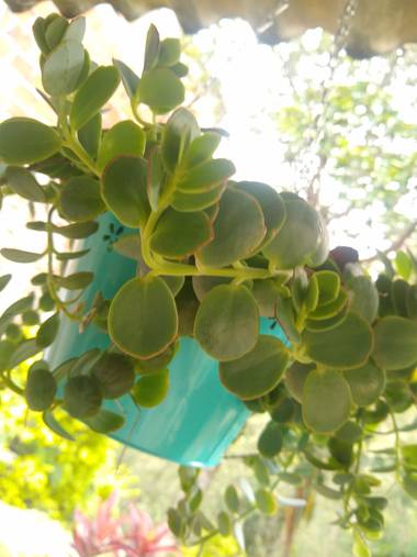 luisafp29 en Hamelin: Flora, Kalanchoe marnieriana, BKfkskfjz