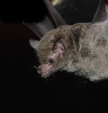 Orlandovivanco667 en Hamelin: Fauna, Los murciélagos del género Choeroniscus son nectarívoros con un rostro elongado y una lengua extensible con modificac...