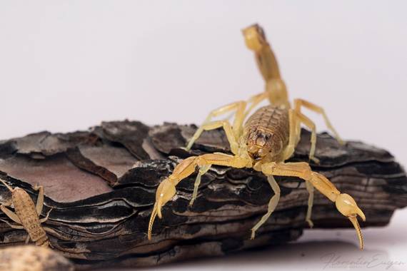 Florentinoeugenio en Hamelin: Fauna  (Mondéjar), #escorpion 