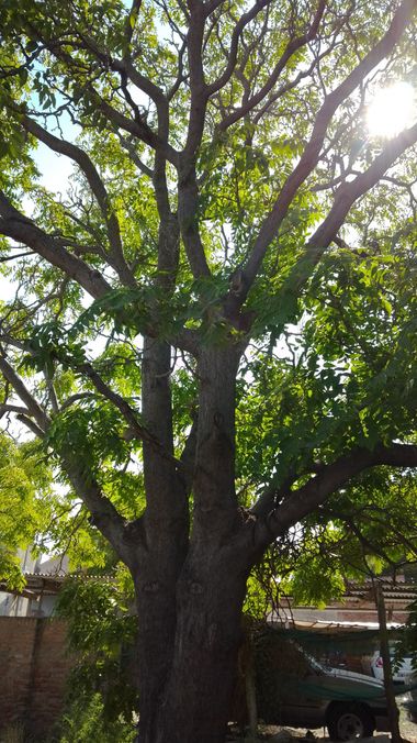 andrade151354488 en Hamelin: Paisaje  (General Conesa), #isabella 