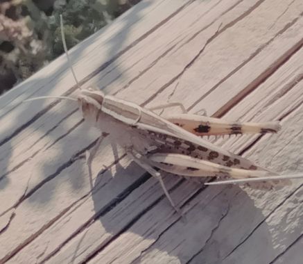 Solerantonio2 en Hamelin: Fauna  (La Marina), Saltamontes