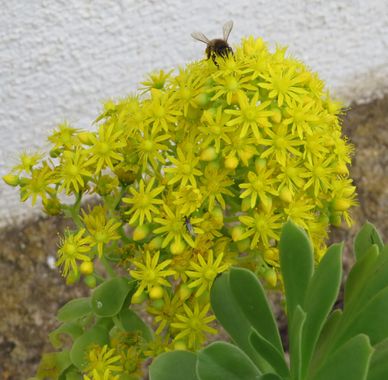 Solerantonio2 en Hamelin: Fauna  (Níjar), Insecto