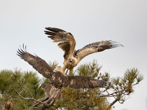 Mamusan965 en Hamelin: Fauna  (Fresnedillas de la Oliva), Aquila adalberti C.L.Brehm, 1861, 
@canonespana #canoneosr6 #canonespaña #elite_raptors #birdwatc...