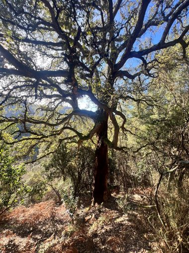 Susandresro en Hamelin: Flora  (Monforte de Lemos), Quercus suber