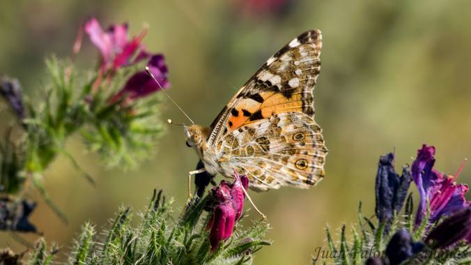 Jmpyanguas  en Hamelin: Fauna 