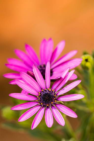 ramonportellano en Hamelin: Flora  (Jaén), Preciosa Margarita Africana o Estrella Polar #naturaleza #flora21 #margarita