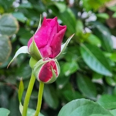 Jonathanmartinbedia0007 en Hamelin: Flora, Feliz tarde ☀️