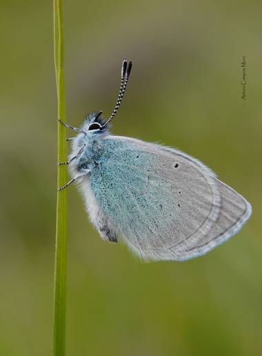 Arturo.camposmuro en Hamelin: Fauna  (Vitoria), #glaucopsyche #glaucopsychealexis #butterfly #mariposa #insect #insecto #macro #alava #nature #naturaleza 