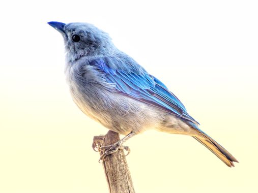 Marcos Valero Espinal  en Hamelin: Fauna  (Caracas), #aves #bird 