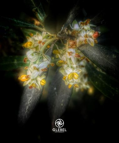 Glecha en Hamelin: Flora  (Castellón), Olea europaea, En esta época comienzan a florecer los naranjos.
Da gusto de su olor.