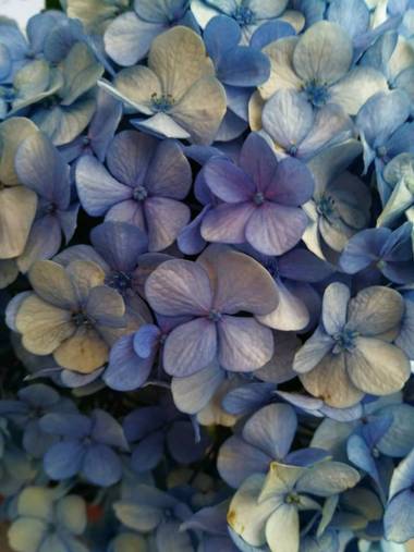 lywcava en Hamelin: Flora 