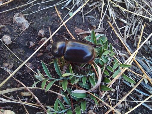 aban.yanet.vanina en Hamelin: Fauna  (Tandil), #fauna #sierras #Tandil 