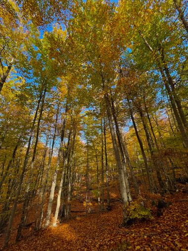 vanerita en Hamelin: Paisaje, Otoño